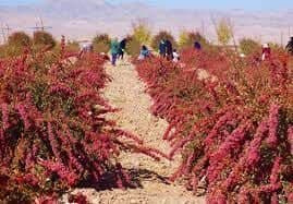 26 مهر ماه رونمایی از پوستر جشنواره زرشک در ارگ کلاه فرنگی