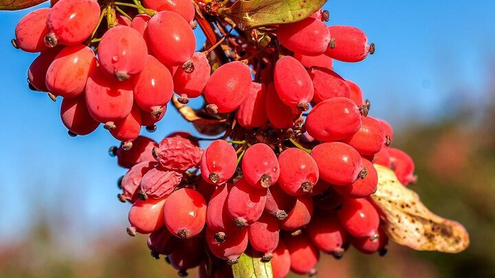   جشنواره زرشک شروع استاندارد سازی و تکمیل زنجیره‌های ارزشی 