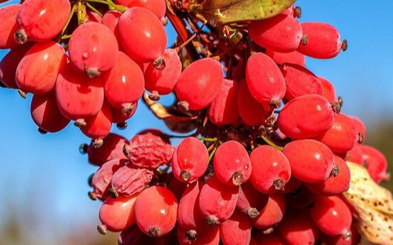  زرشک در هیاهوی جشنواره و وعده ها گم نشود