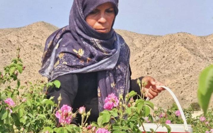 فیلم/ برداشت گل محمدی از مزارع بیرناب