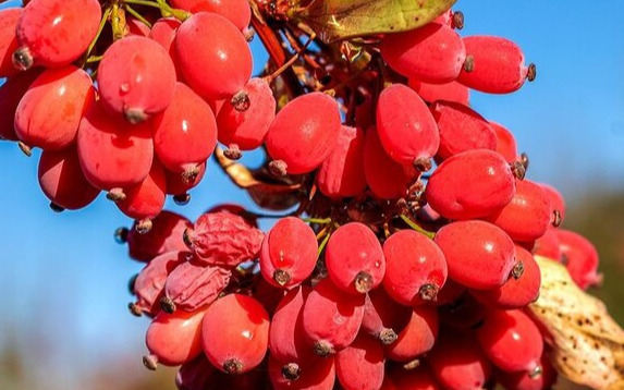 زرشک و فرصت های همچنان مغفول