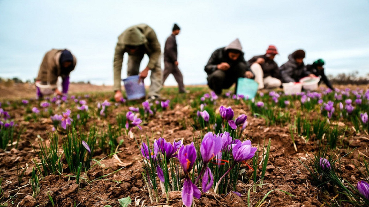 مطالبه ۲۲۰ میلیارد ریالی زعفران کاران خراسان جنوبی پرداخت شد