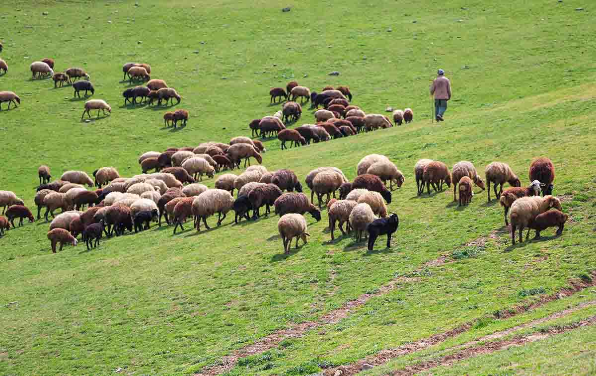 سالانه ۲۴۰ هزار تن علوفه خشک در مراتع طبس تولید می شود